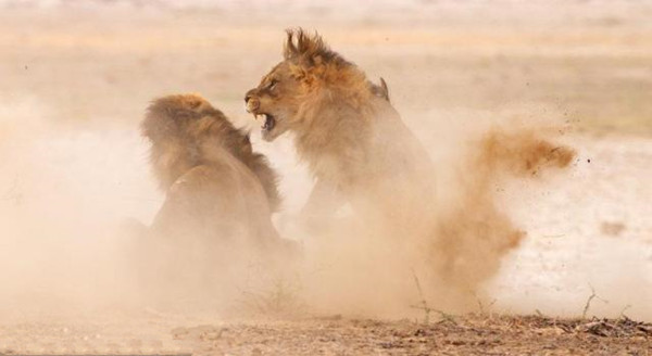 彩电业狼来了?其实老虎端坐好好的